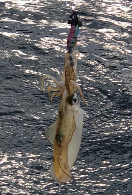 あみや渡船 JIGBOY 釣果