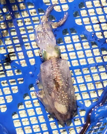 海龍丸（石川） 釣果