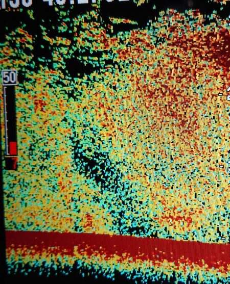 シースナイパー海龍 釣果