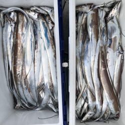 フィッシング キッタカ 釣果