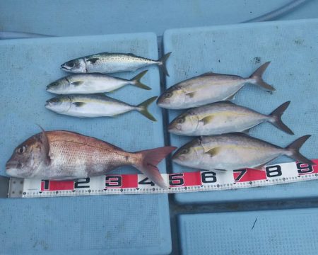 清和丸 釣果