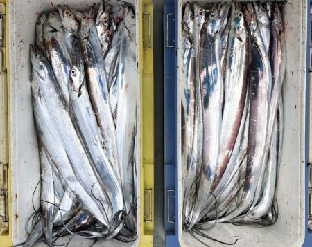 フィッシング キッタカ 釣果