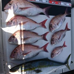 遊漁船 家入 釣果