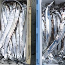 フィッシング キッタカ 釣果