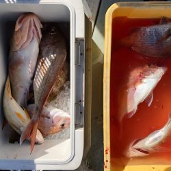 フィッシング キッタカ 釣果