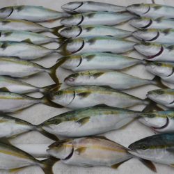 JDI Racing シールズマリンレジャー 釣果