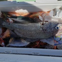 海龍丸（石川） 釣果
