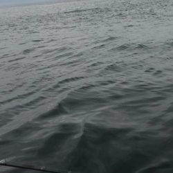 「LaGooN」蒼陽丸 日和号 釣果