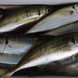 シースナイパー海龍 釣果