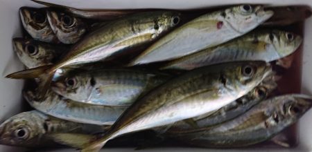 シースナイパー海龍 釣果