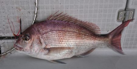 遊漁船 家入 釣果