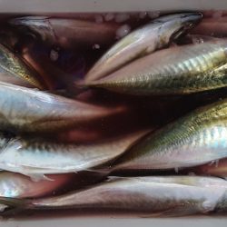 シースナイパー海龍 釣果