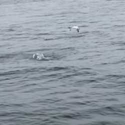 「LaGooN」蒼陽丸 日和号 釣果