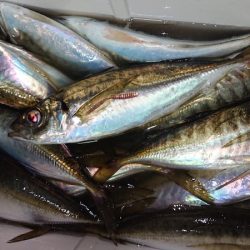 シースナイパー海龍 釣果