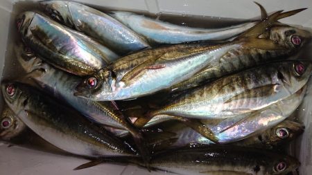 シースナイパー海龍 釣果