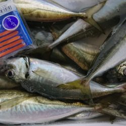 シースナイパー海龍 釣果