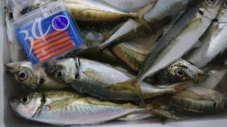 シースナイパー海龍 釣果