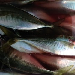 シースナイパー海龍 釣果