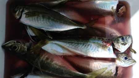 シースナイパー海龍 釣果