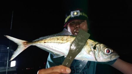 シースナイパー海龍 釣果