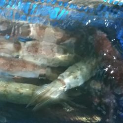 LUSTER『ラスター』 釣果