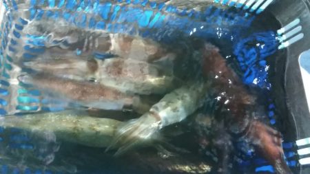 LUSTER『ラスター』 釣果