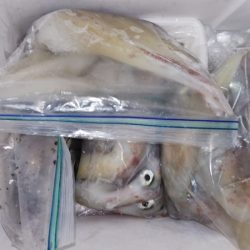 第二龍勢丸 釣果