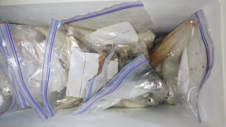 第二龍勢丸 釣果