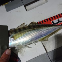 シースナイパー海龍 釣果