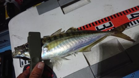 シースナイパー海龍 釣果
