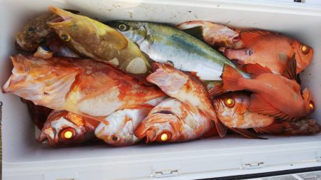 第二龍勢丸 釣果