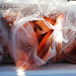 第二龍勢丸 釣果