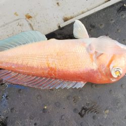 第二龍勢丸 釣果