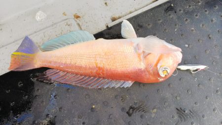 第二龍勢丸 釣果