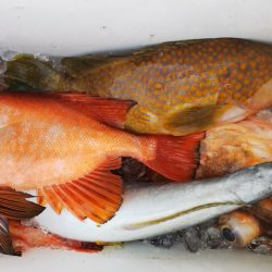 第二龍勢丸 釣果