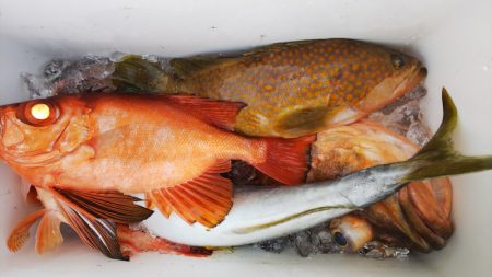 第二龍勢丸 釣果