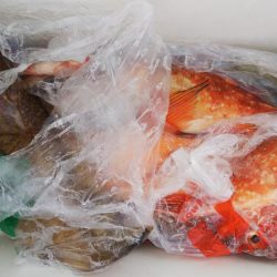 第二龍勢丸 釣果