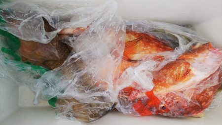 第二龍勢丸 釣果