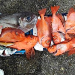 敷嶋丸 釣果