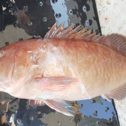 第二龍勢丸 釣果