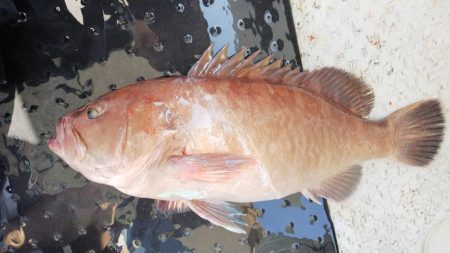 第二龍勢丸 釣果