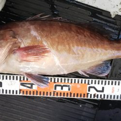 第二龍勢丸 釣果