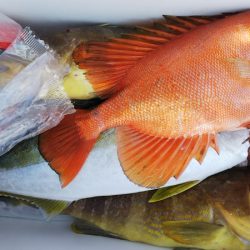 第二龍勢丸 釣果