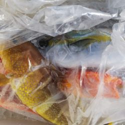 第二龍勢丸 釣果