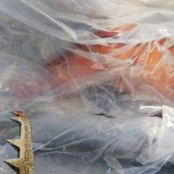 第二龍勢丸 釣果