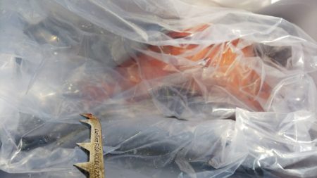 第二龍勢丸 釣果