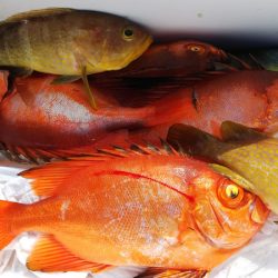 第二龍勢丸 釣果