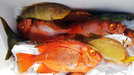 第二龍勢丸 釣果