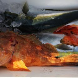 第二龍勢丸 釣果