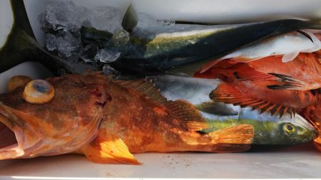 第二龍勢丸 釣果